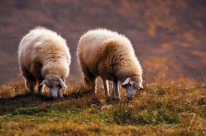 Why Wool Carpets Are a Smart and Sustainable Choice Why Wool Carpets Are a Smart and Sustainable Choice