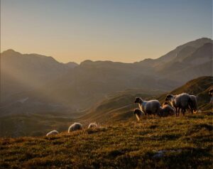 Why Choose Wool? Why Choose Wool?
